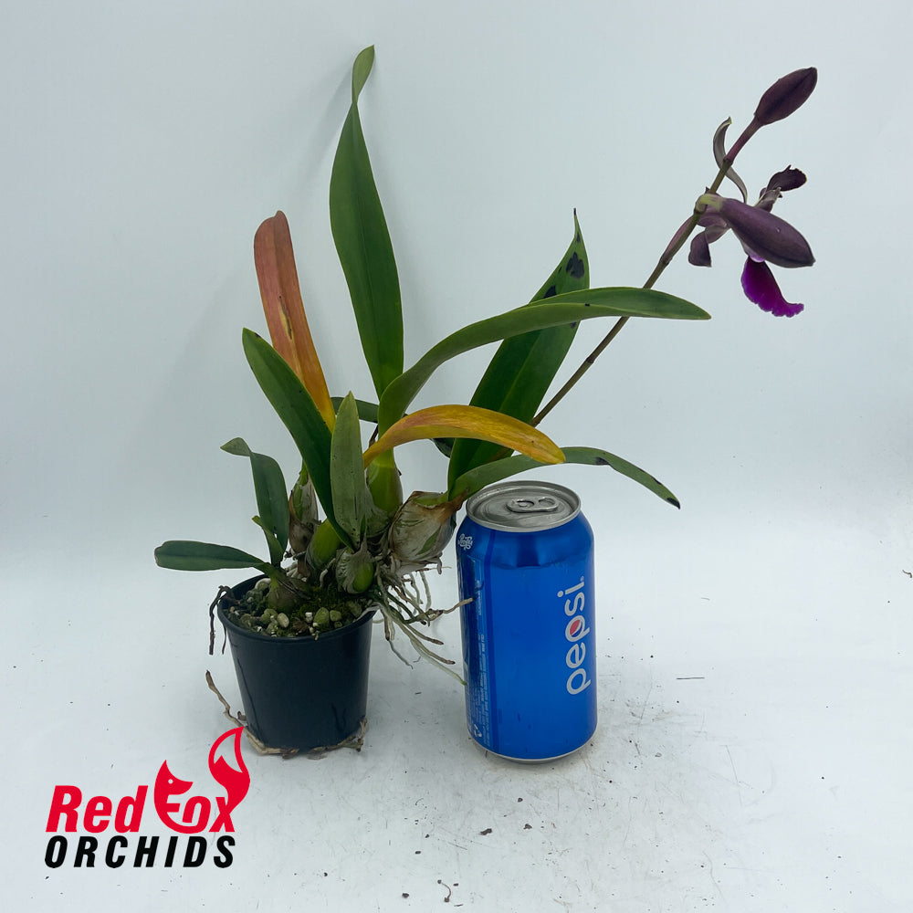 Catyclia Ridgy-didge X E. cordigera 'TDH#1'