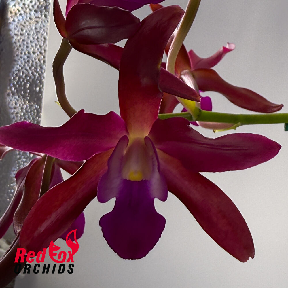 Cattlianthe Topaz Ruby Drop X Schom. undulata (No.3 Kuranda Dark & Shiny)