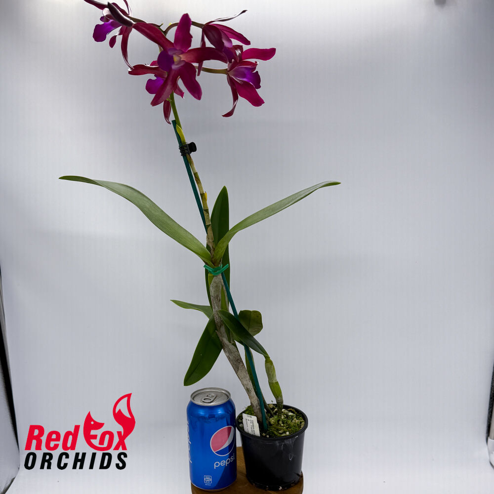 Cattlianthe Topaz Ruby Drop X Schom. undulata (No.3 Kuranda Dark & Shiny)