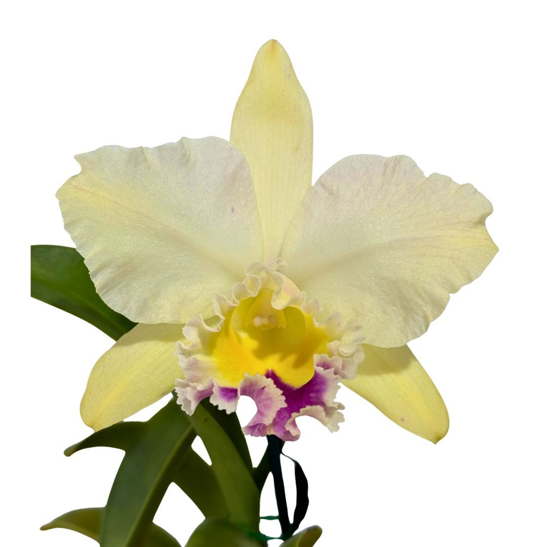 Rhyncattleanthe Topaz Belle X Rlc. George King 'Southern Cross'