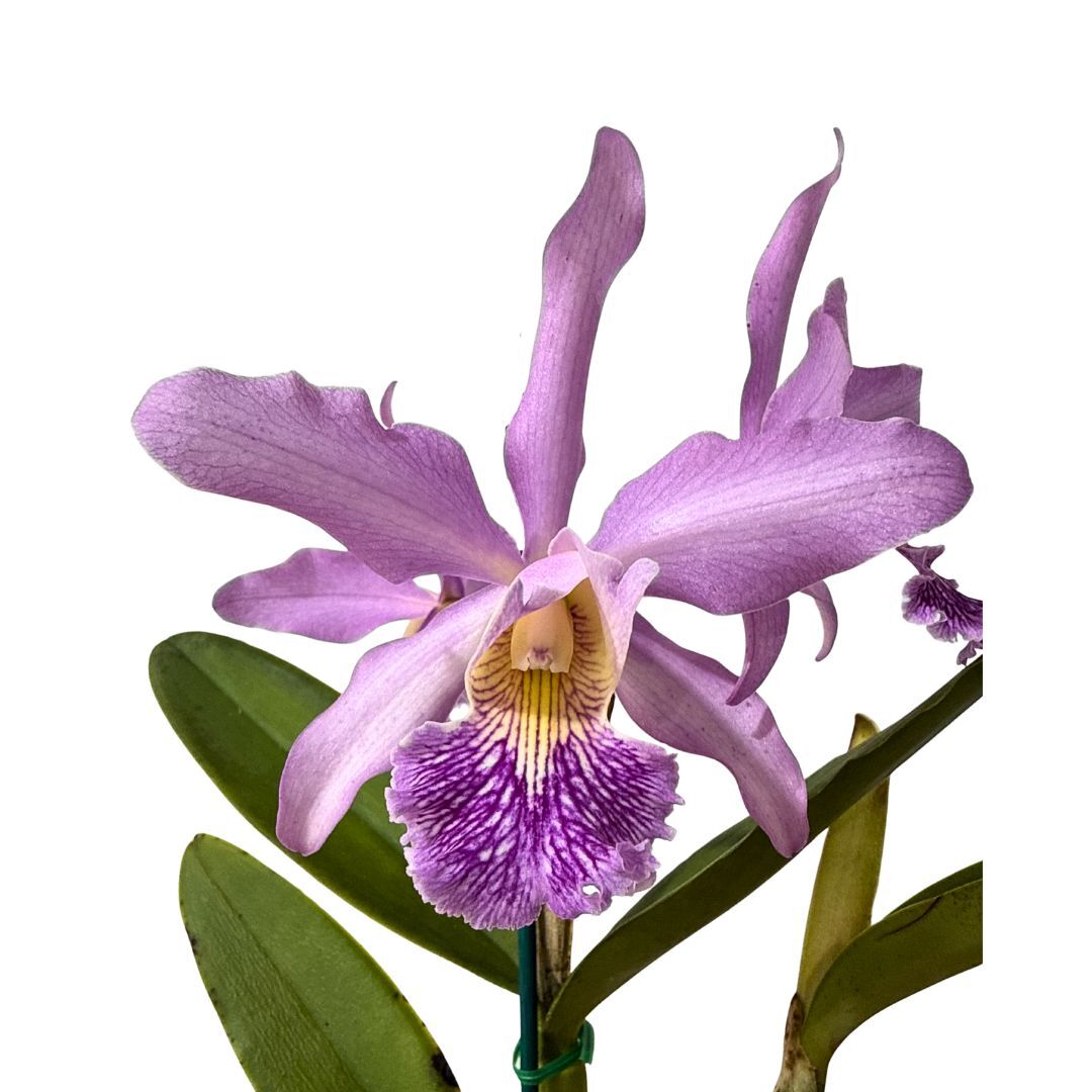 Encyclia (Bees' Knees X tampensis alba) X C. maxima