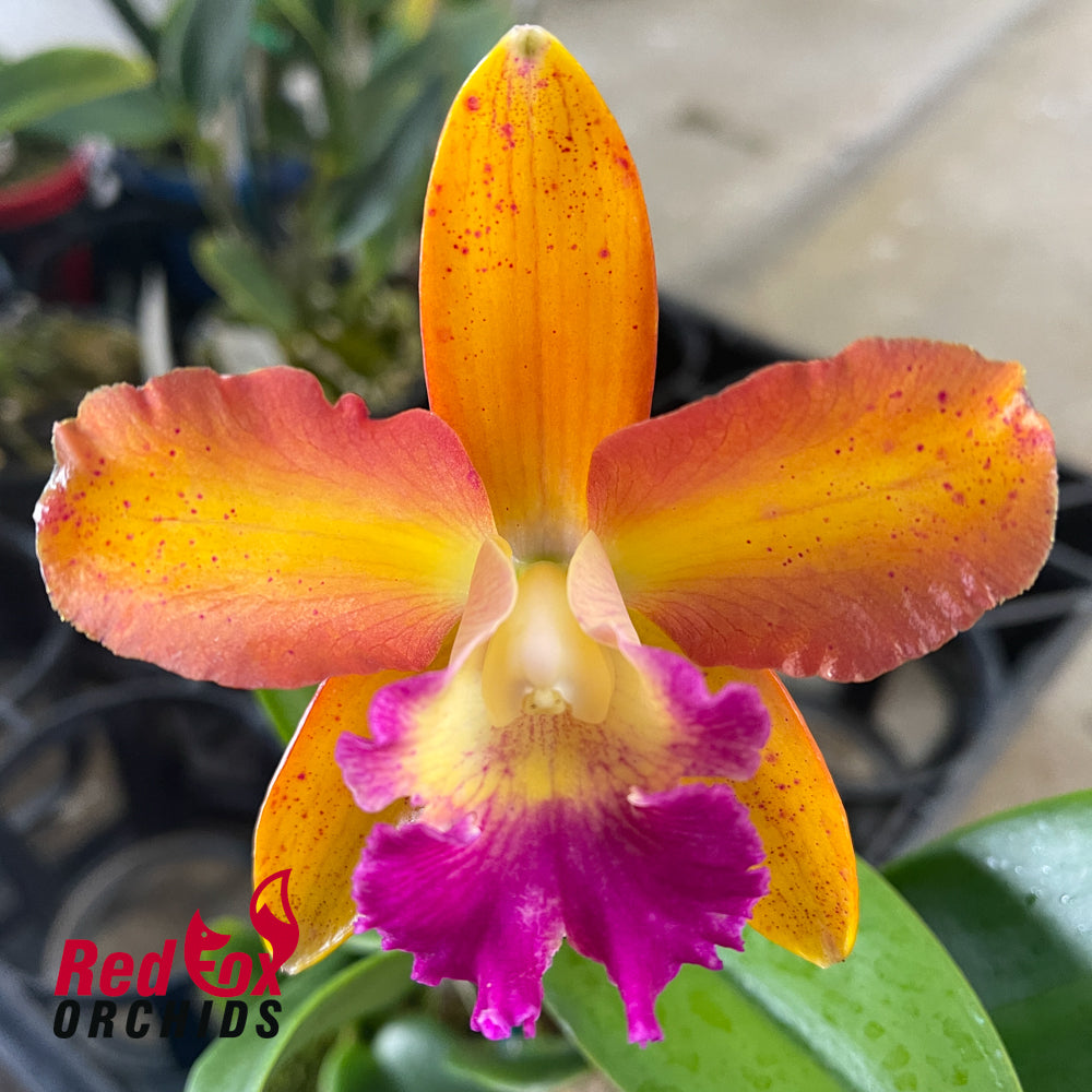Cattlianthe Topaz Saucy