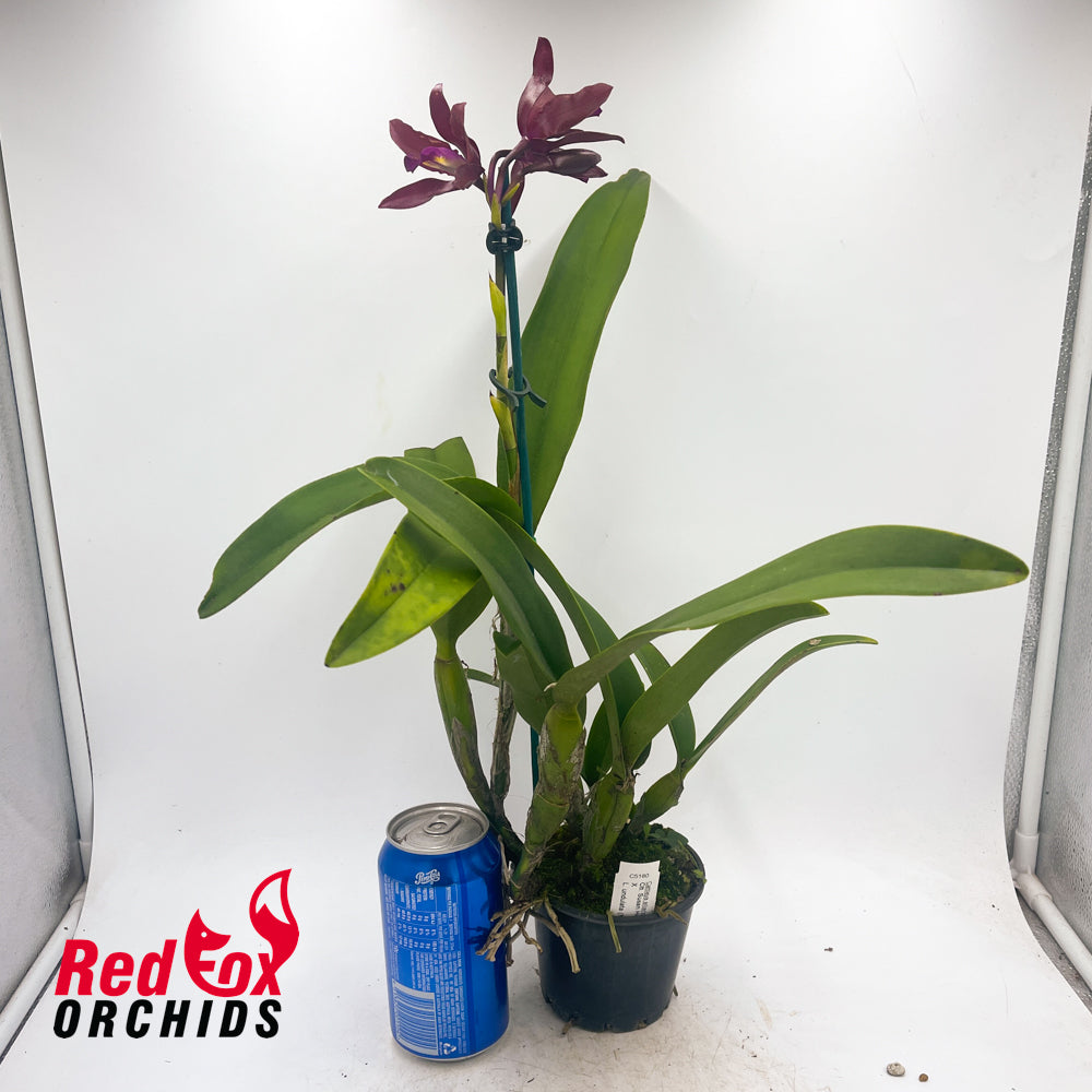 Cattlianthe Susan Holcombe X L. undulata (No3 Kuranda)