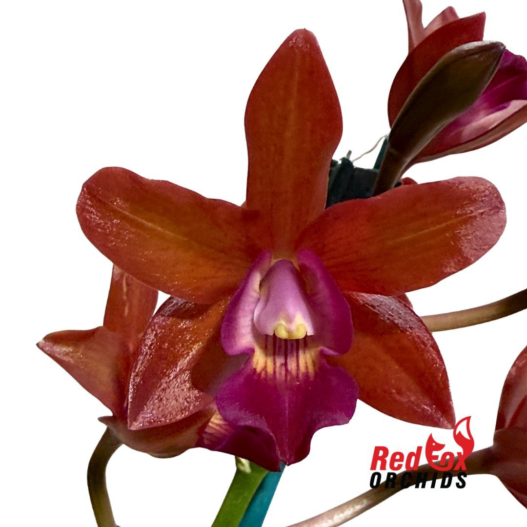 Cattlianthe Highland Bauble X L. (Schom.) undulata (No3 Kuranda)
