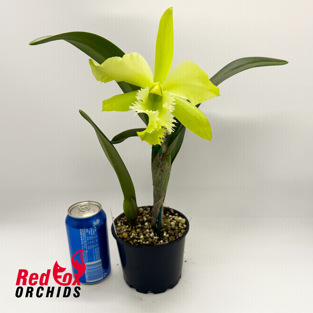 Rhyncholaeliocattleya (Greenwich X purpurata) X Rl. digbyana