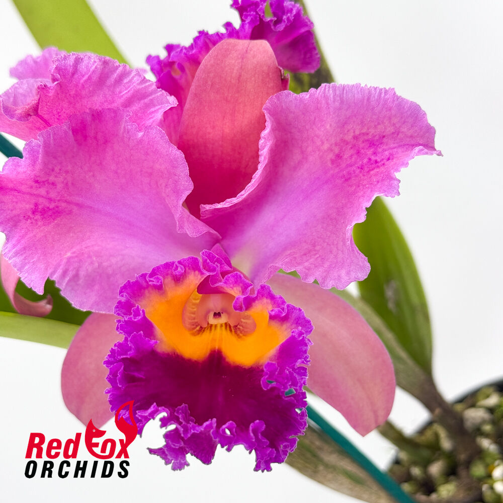Rhyncholaeliocattleya Glenn Maidment 'Southern Cross' X Rlc. Brunswick Gem 'Coral'