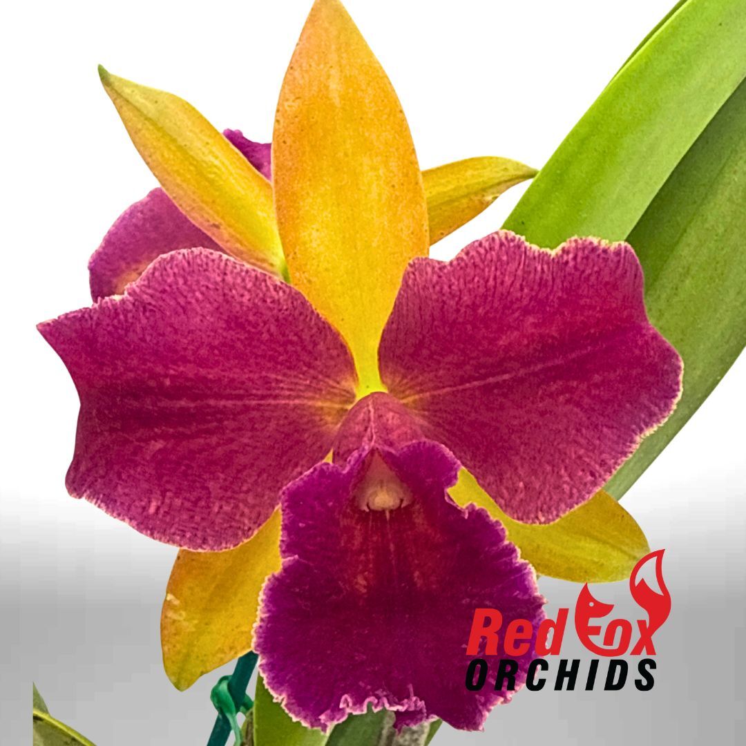 Bct. (Topaz Blossum X Aussie Sunset) X Rlc. Deception Diamond