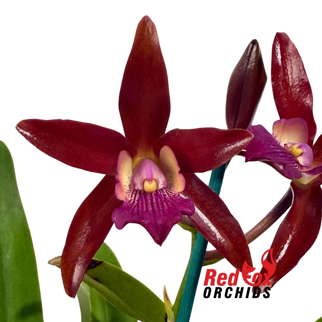 Cattlianthe (Susan Holcombe X Chocolate Drop) (C2004 2VG Chocolate Wax) X L. (Schom.) undulata (No3 Kuranda)
