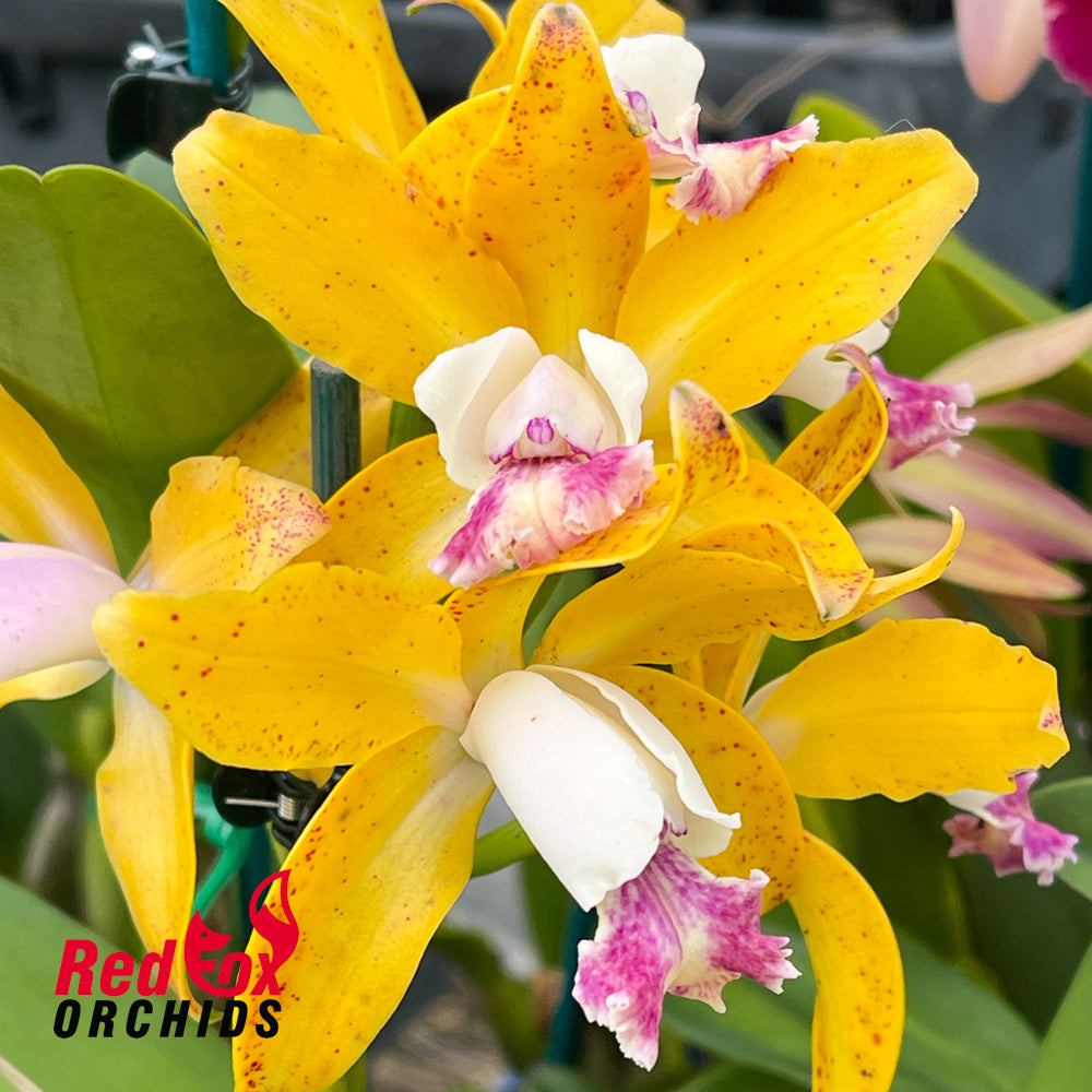 Cattleya Topaz Pennymezzy 'Freckles'