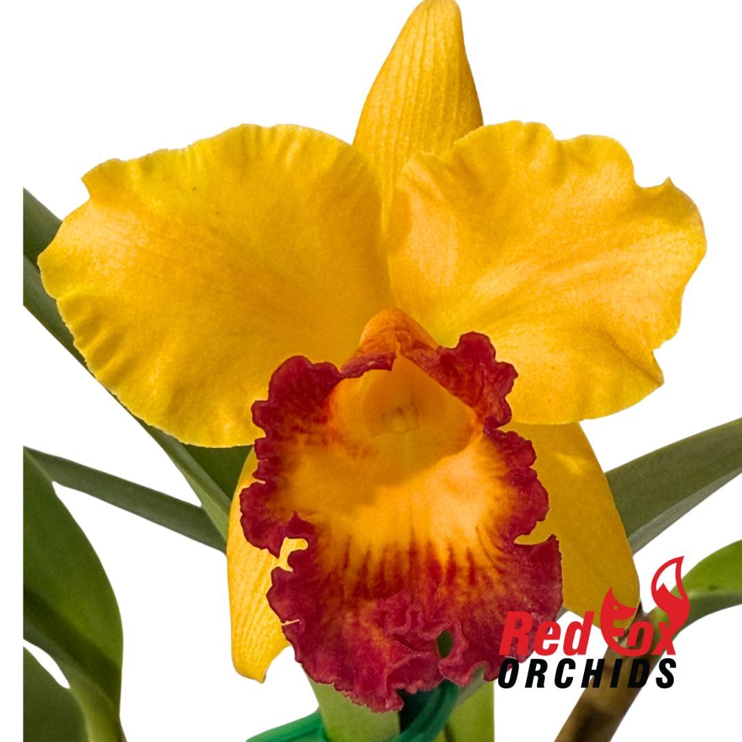 Rhyncattleanthe Chief Satisfaction X C. Dal's Tradition 'Prestige'