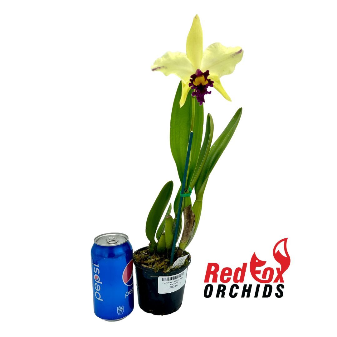 Rhyncholaeliocattleya Luminosa X C. Topaz Highlight