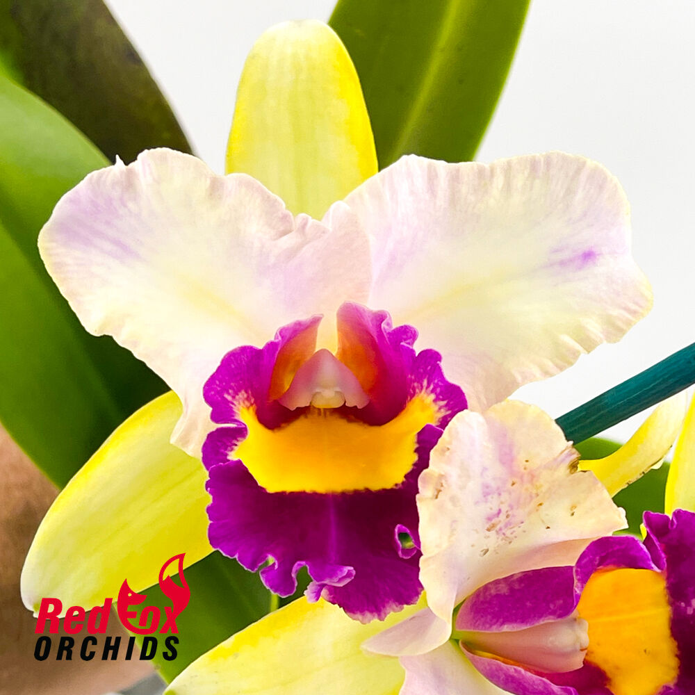 Rhyncholaeliocattleya Toshie's Magic 'Hsinying' x Cattlianthe Marisusan