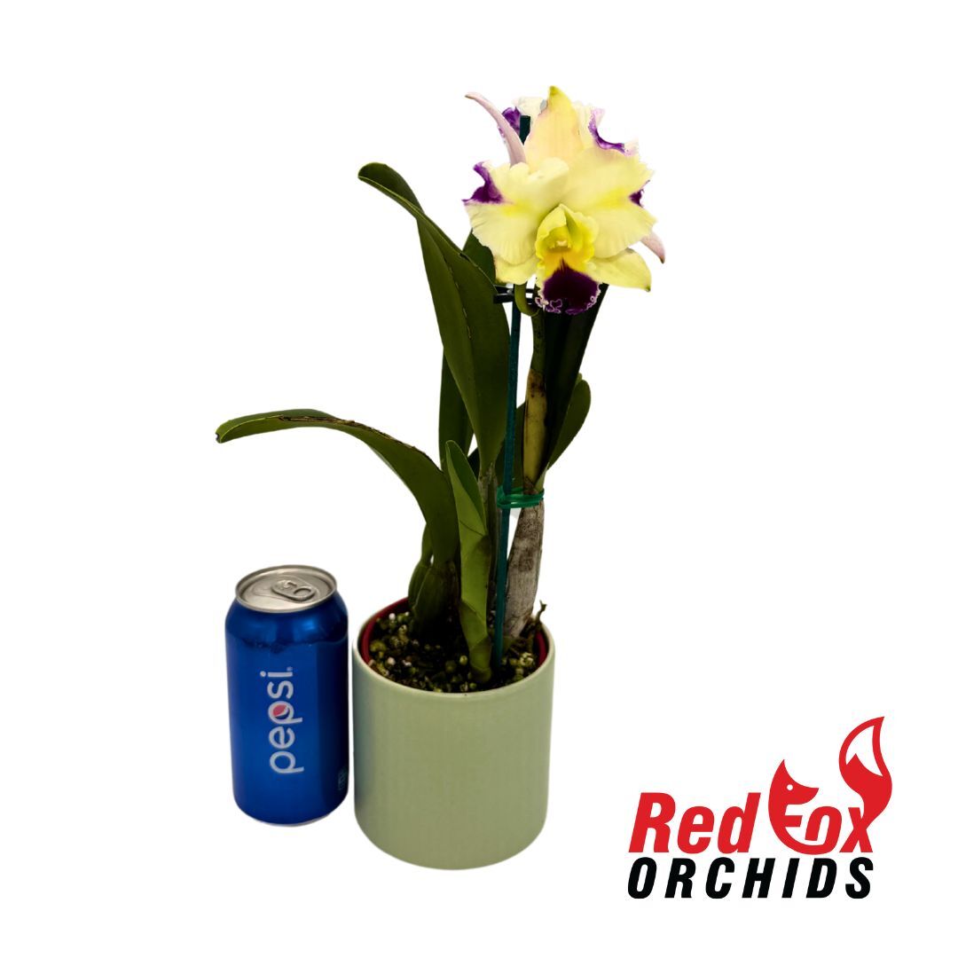 Cattleya Mari's Song x Rhyncattleanthe (Horace 'Maxima' x briegeri 'Star Of Brazil')