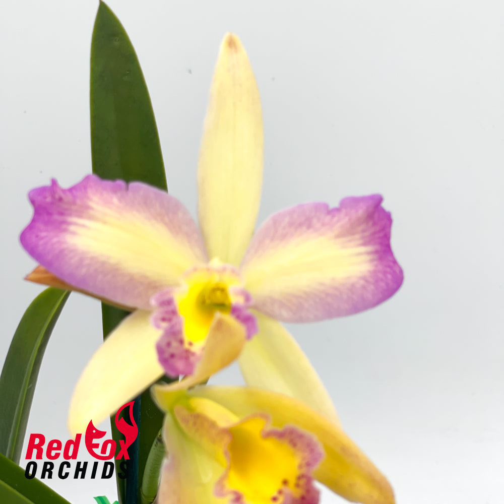 Cahuzacara Topaz Neat X Ctt. Aussie Sunset