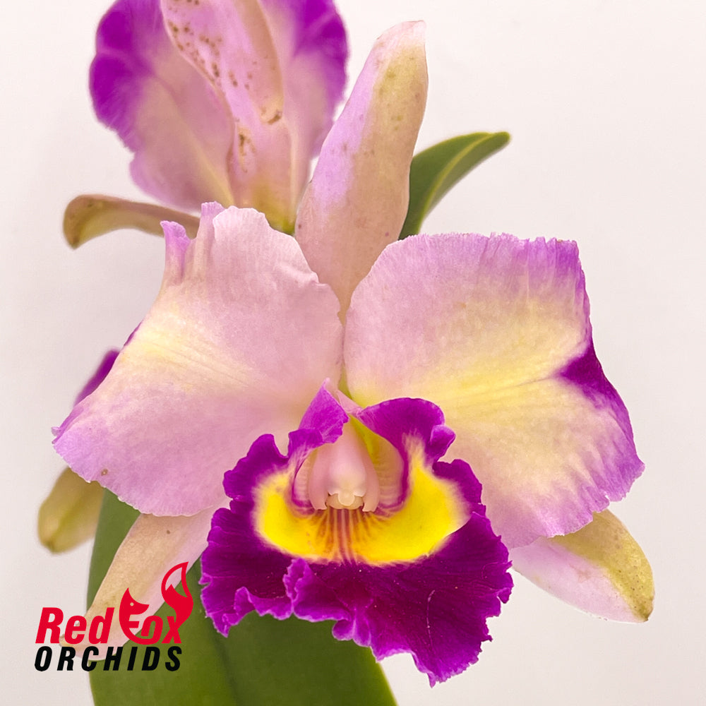 Rhyncholaeliocattleya Tzeng-Wen Beauty X Rlc. Burdekin News