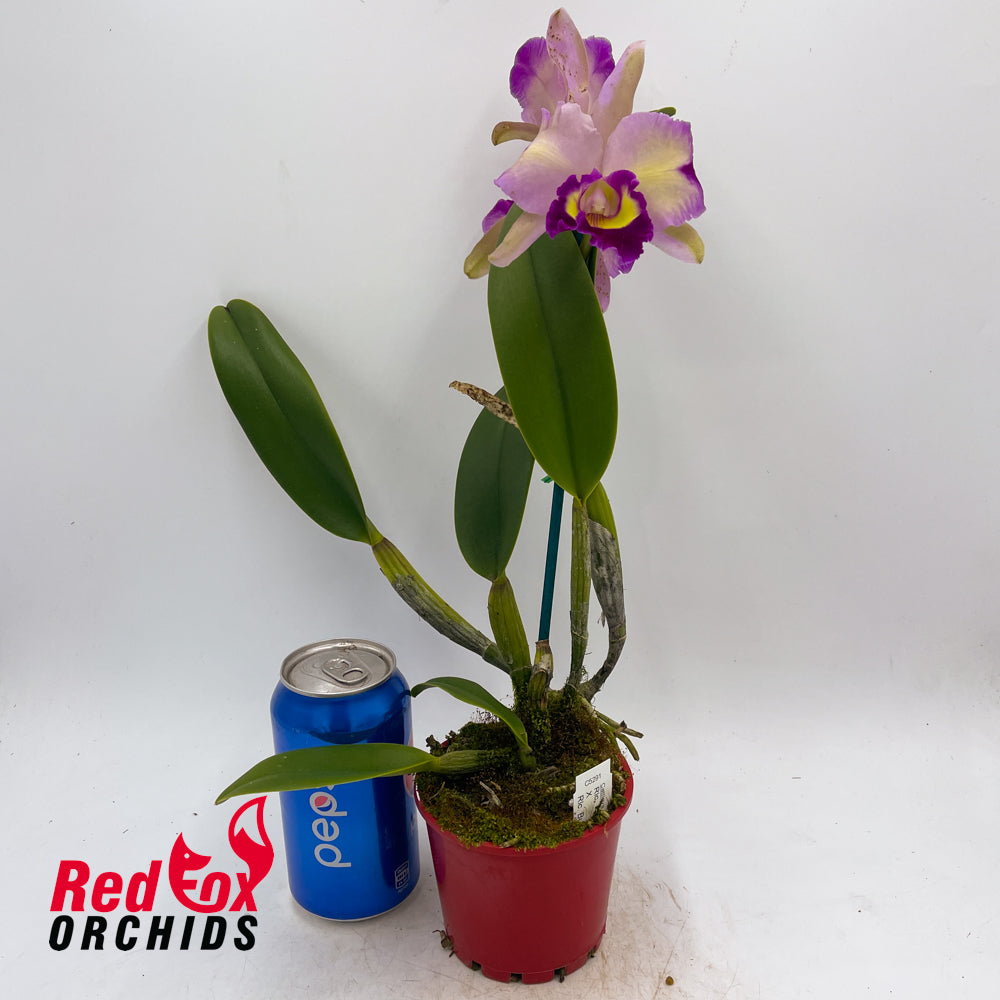 Rhyncholaeliocattleya Tzeng-Wen Beauty X Rlc. Burdekin News