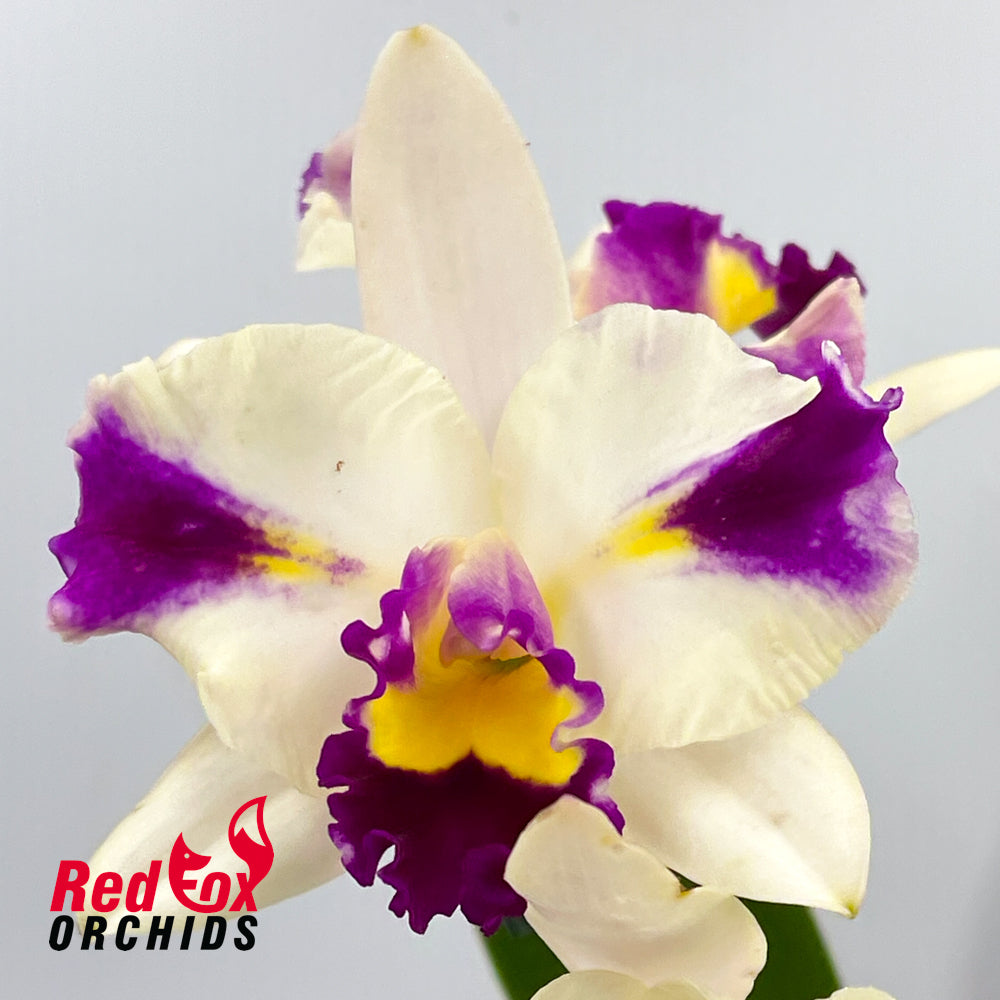 Cattleya Mari's Magic 'Satisfaction' X C. Topaz Highlight