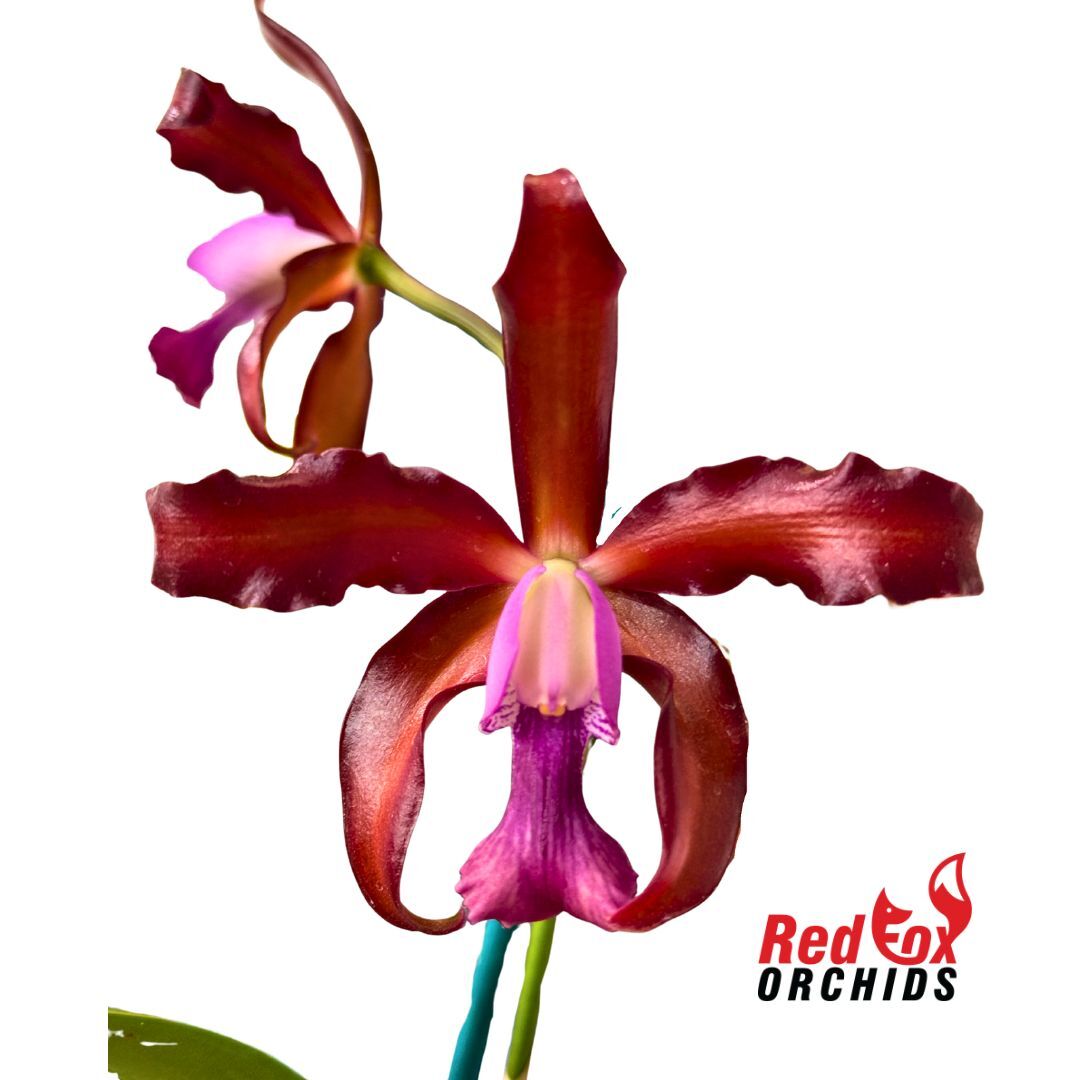 Cattleya Orchid - Cattlianthe Deception Drop (4n) 'Red Topaz'X L. undulata (No3 Kuranda)
