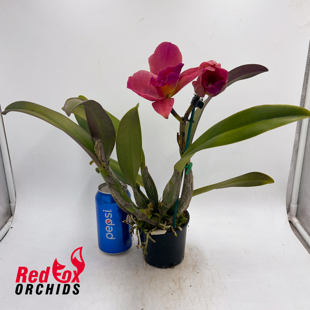 Rhyncholaeliocattleya Burdekin Delight 'Dreamtime' X C. Dal's Tradition 'Prestige'