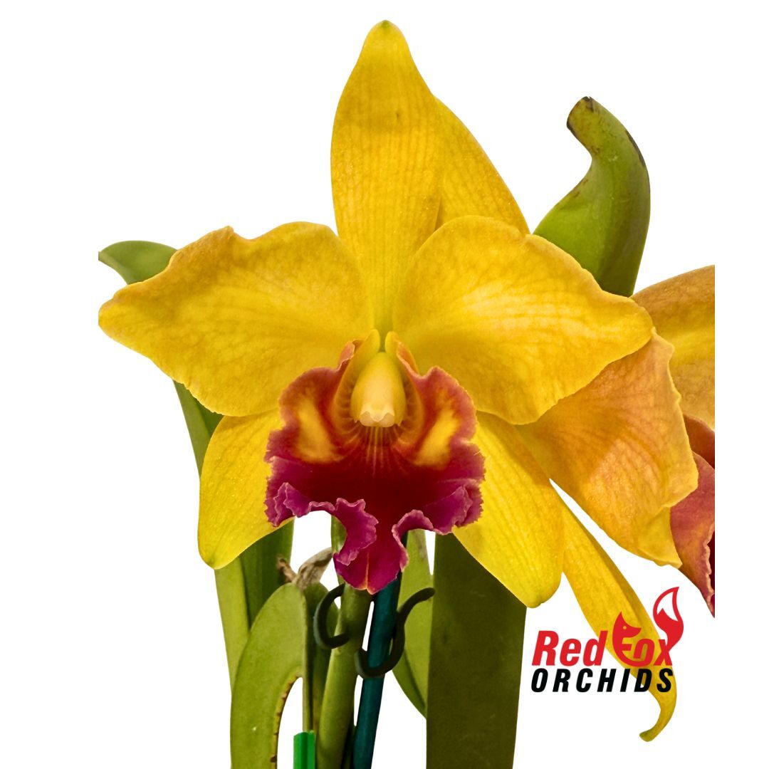 Cattleya Orchid - Rhyncholaeliocattleya Tzeng-Wen Dragon 'Suntan' X C. Dal's Tradition 'Scherrie'