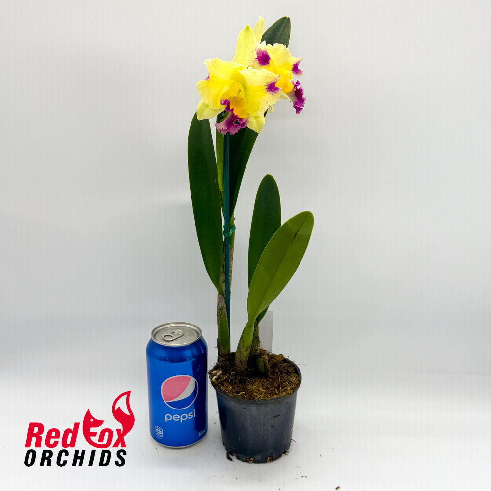 Cattleya (Horace X briegeri) X Rlc. Deception Diamond
