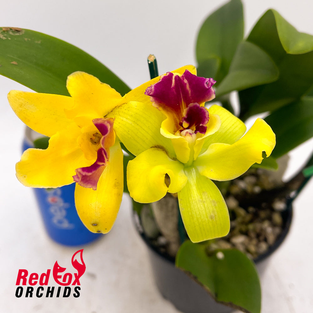 Rhyncattleanthe Burana Beauty 'Burana' X C. luteola