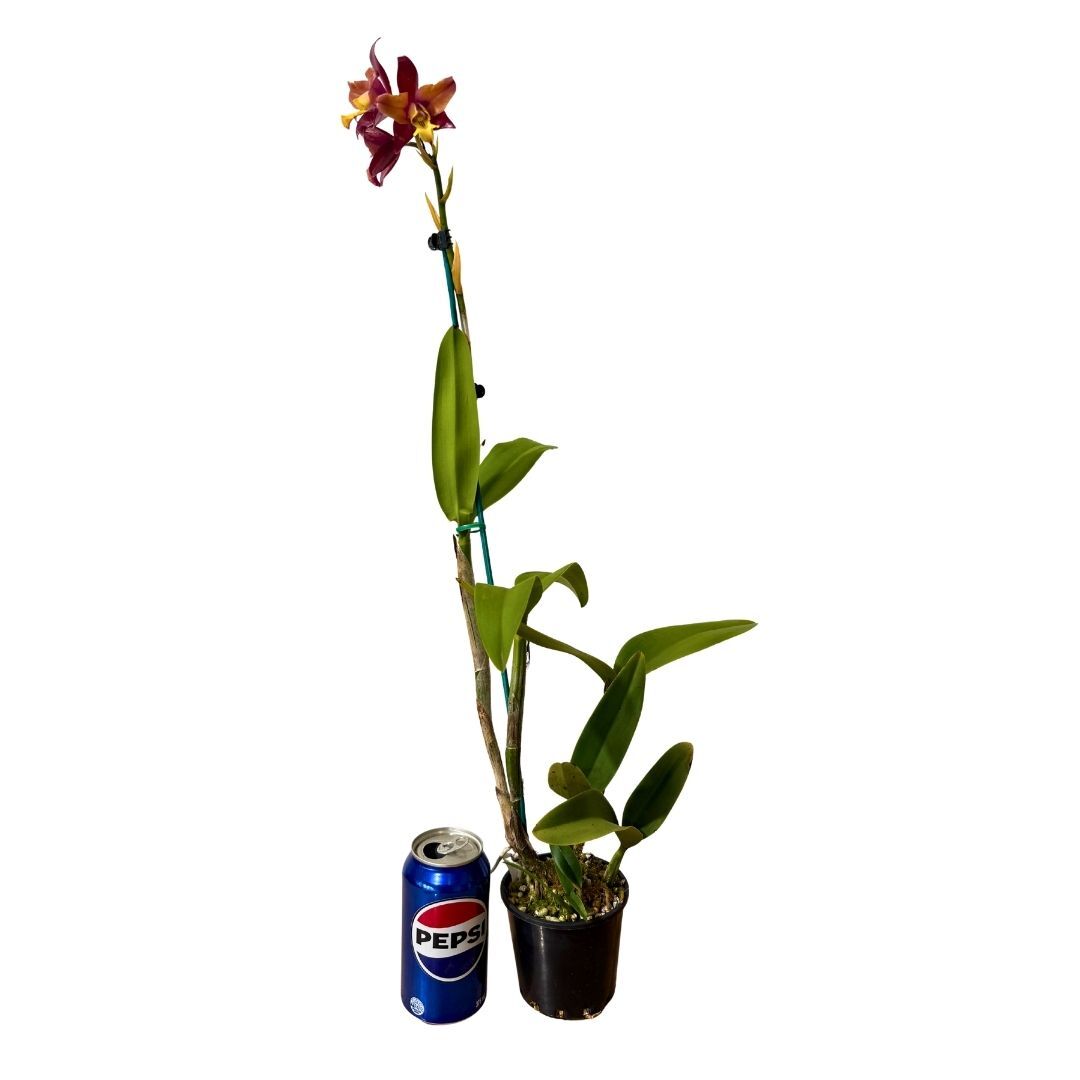 Rhyncattleanthe (Burana Beauty X Deception Drop) X L. undulata (No3 Kuranda)