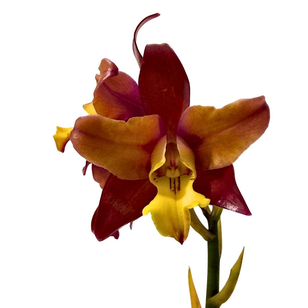 Rhyncattleanthe (Burana Beauty X Deception Drop) X L. undulata (No3 Kuranda)