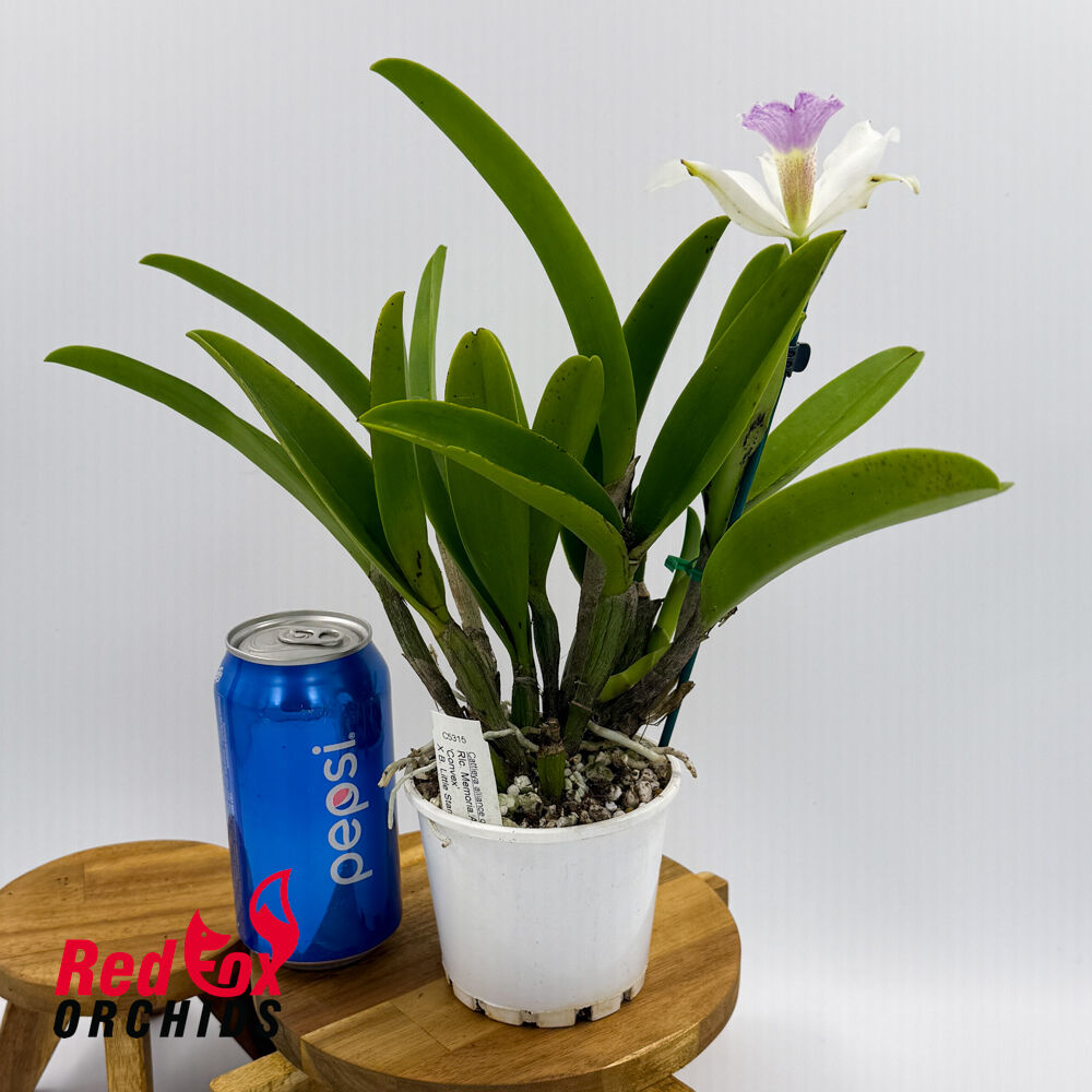 Rhyncholaeliocattleya Mem Anna Balmores 'Convex' x Brassavola Little Stars