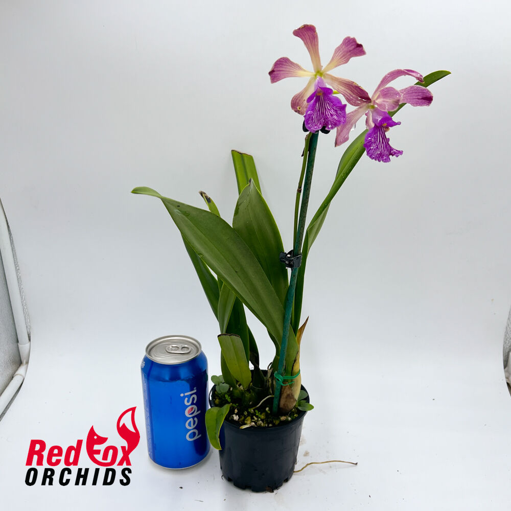 Rhyncattleanthe (Love Sound X E. alata) X E. cordigera 'GBTD'