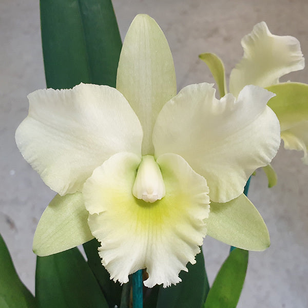 Rhyncholaeliocattleya Topaz Jardin 'Fresh'