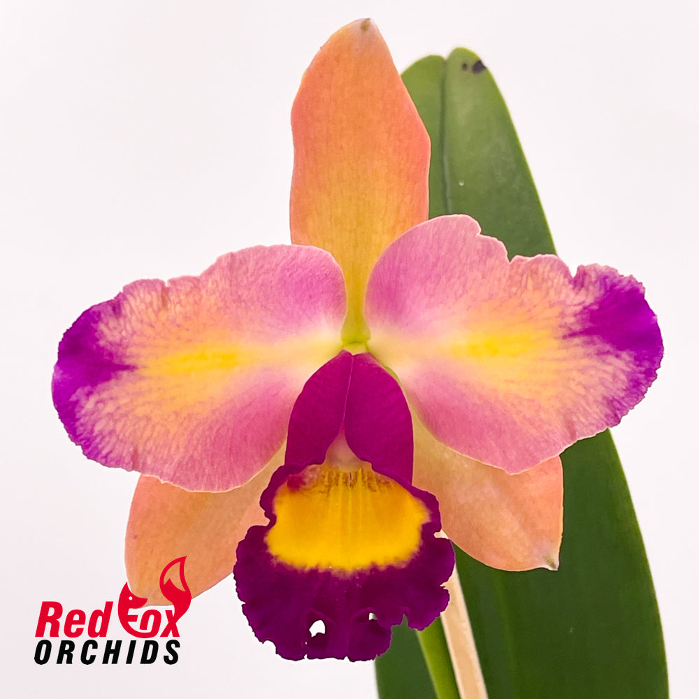 Cattlianthe Marisusan 'Topaz'