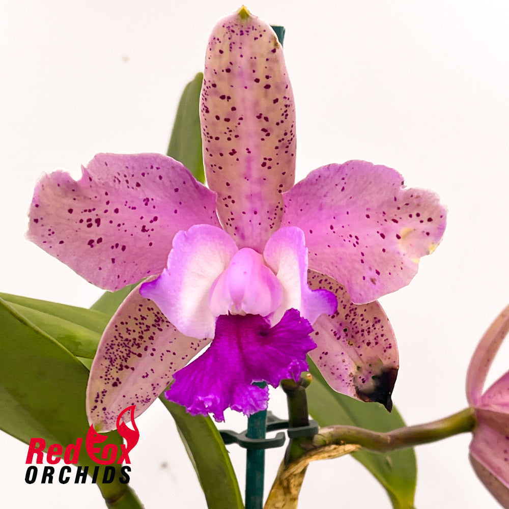 Laeliocattleya Deception Cacique