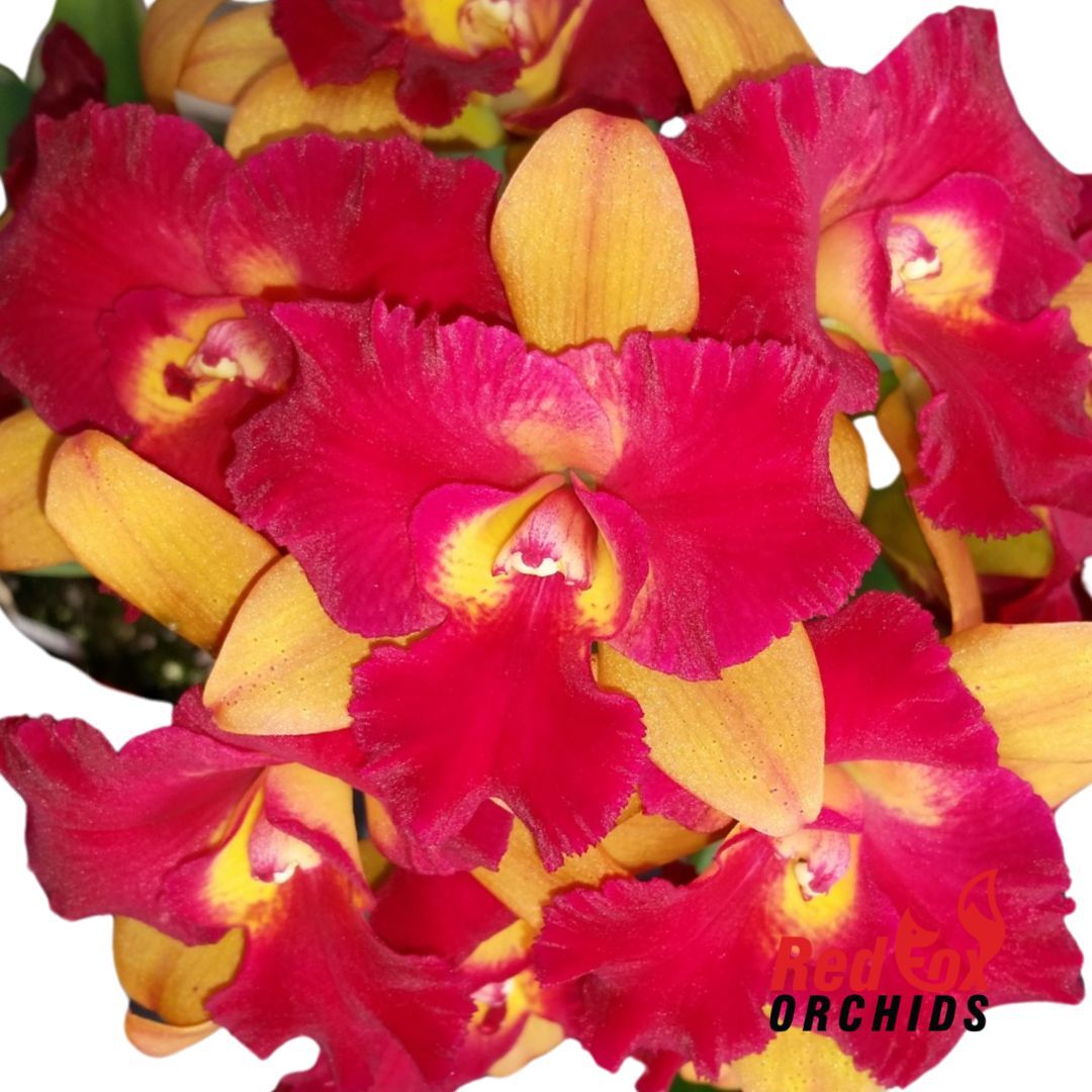 Rhyncattleanthe Qing Ming Beauty 'Topaz'