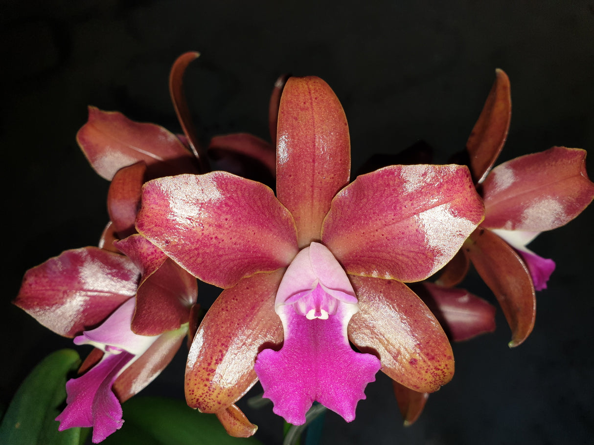 Cattlianthe Fine Choice 'Topaz Terrific'