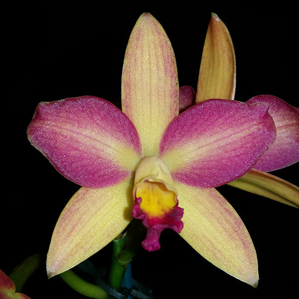 Rhyncattleanthe Topaz Chelsea 'Sprite'