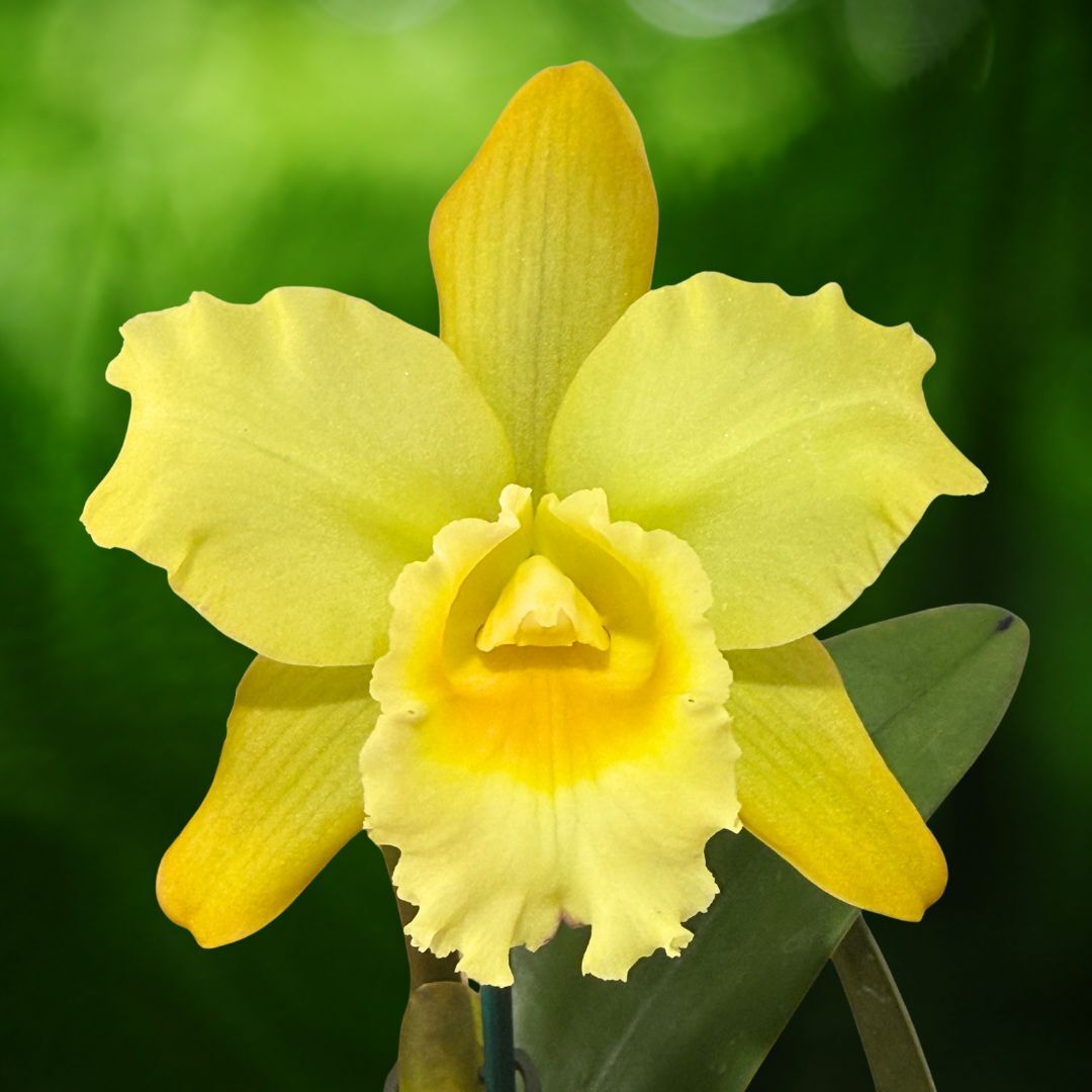 Rhyncattleanthe Aureate 'Topaz'