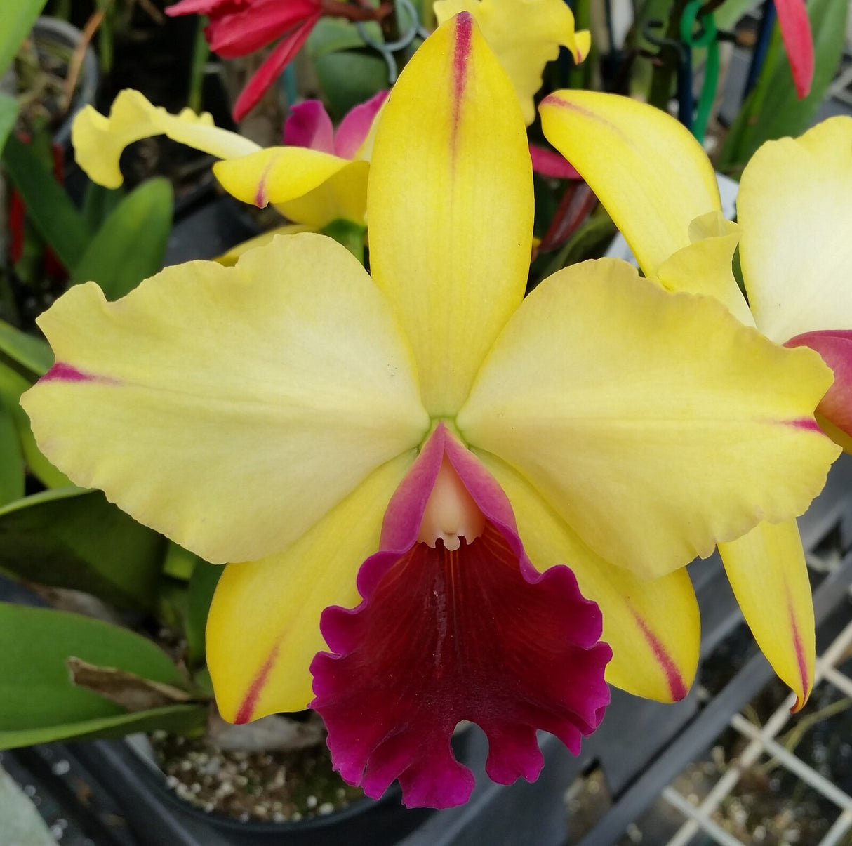 Rhyncholaeliocattleya Princely 'Topaz'
