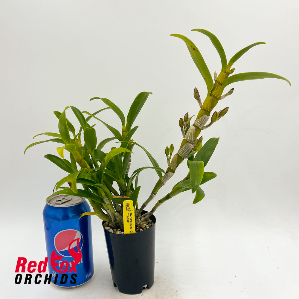 Dendrobium Crystal Pink 'Topaz'