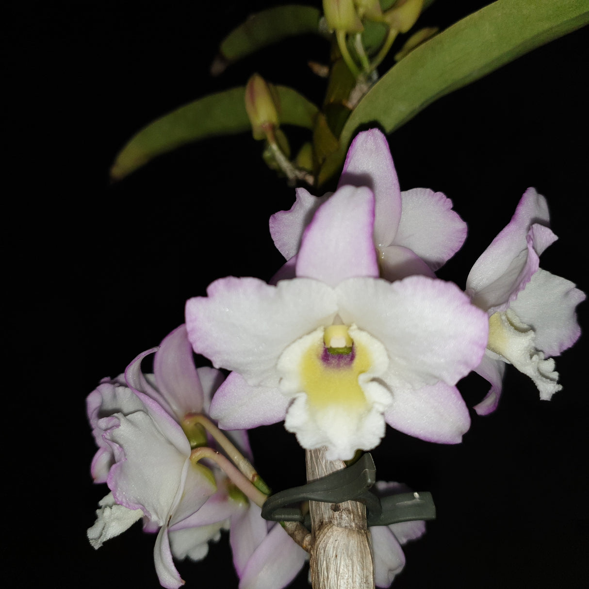Dendrobium Crystal Pink 'Topaz'