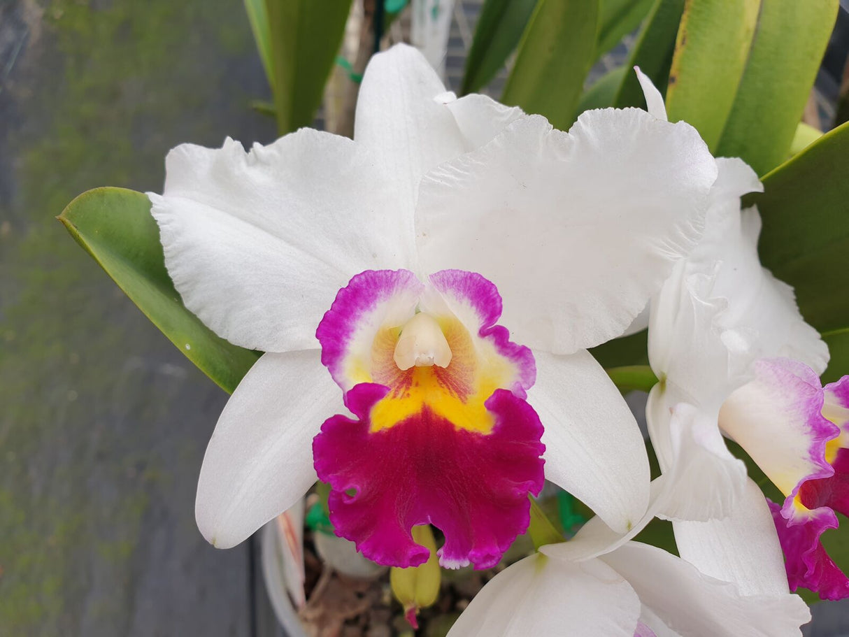 Cattleya Hsinying Yukihime 'Topaz'