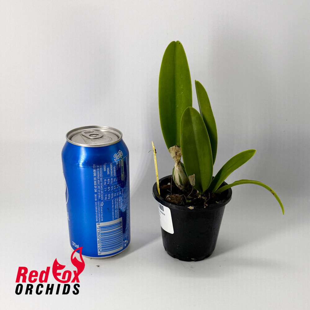 Cattleya Hsinying Yukihime 'Topaz'