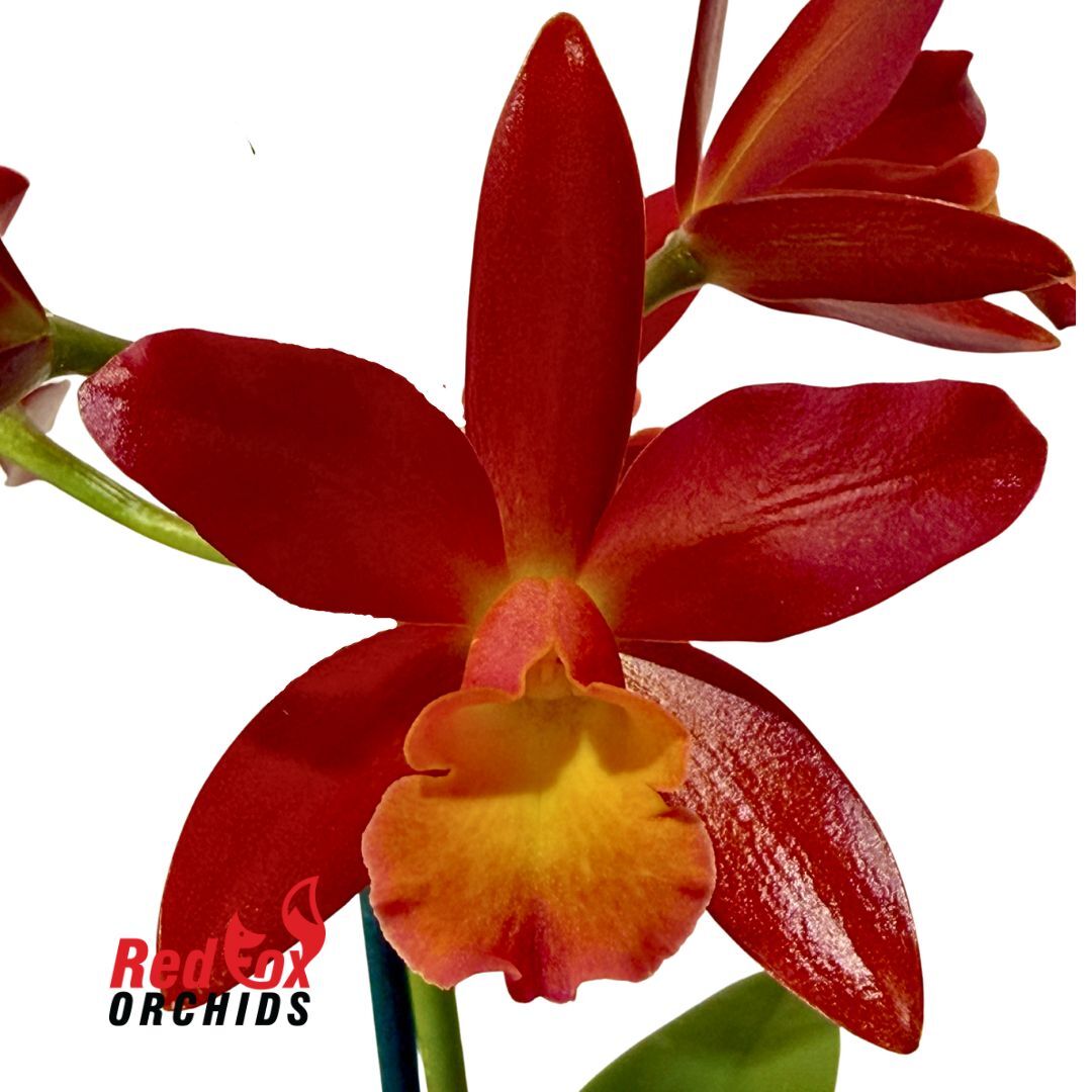 Cattleya Orchid - Cattlianthe Topaz Ruby Drop 'Radiant'
