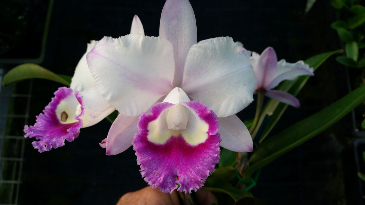 Rhyncholaeliocattleya Prize 'Topaz'
