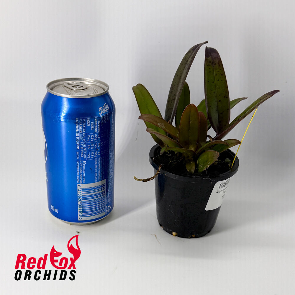 Rhyncholaeliocattleya Prize 'Topaz'