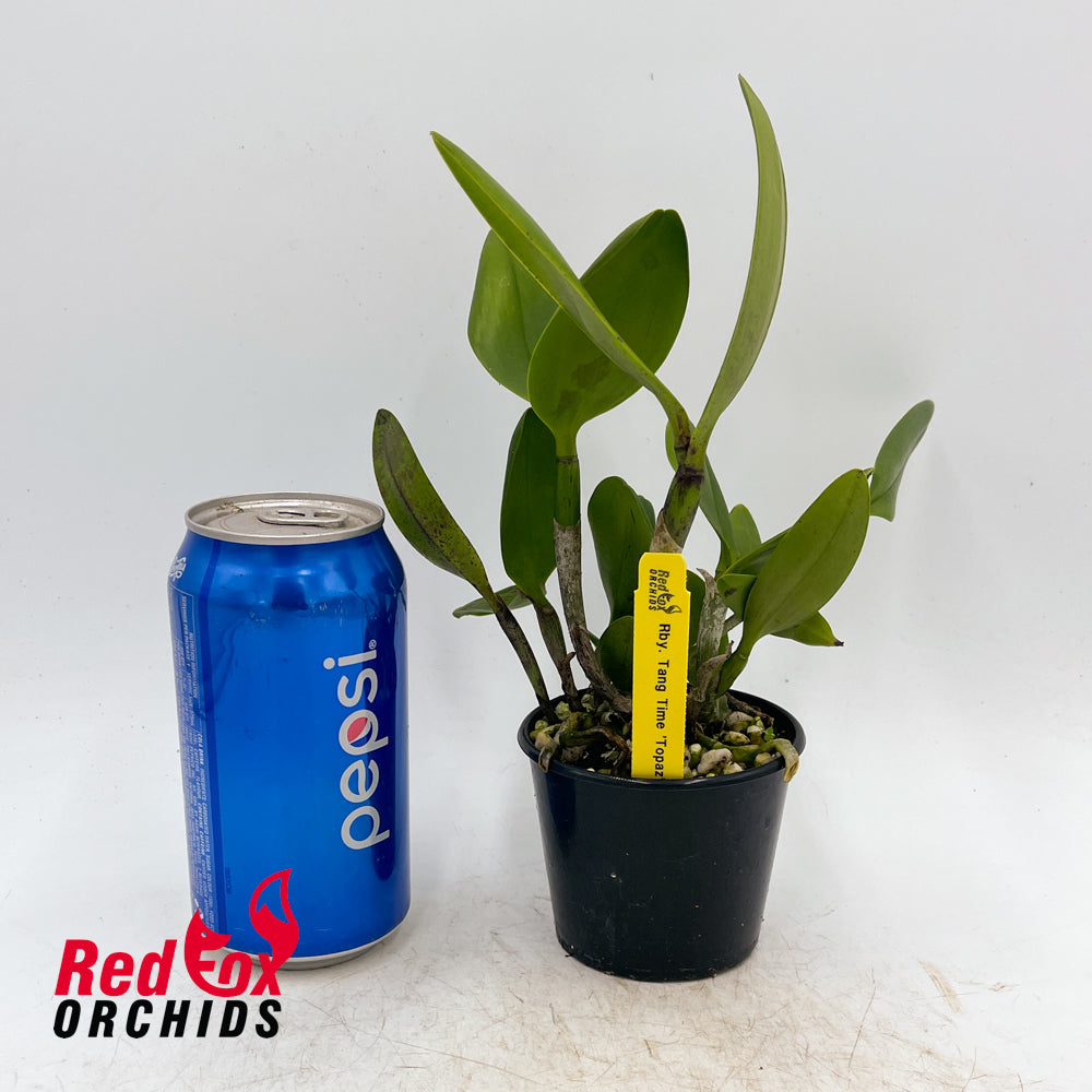 Rhynchobrassoleya Tang Time 'Topaz'