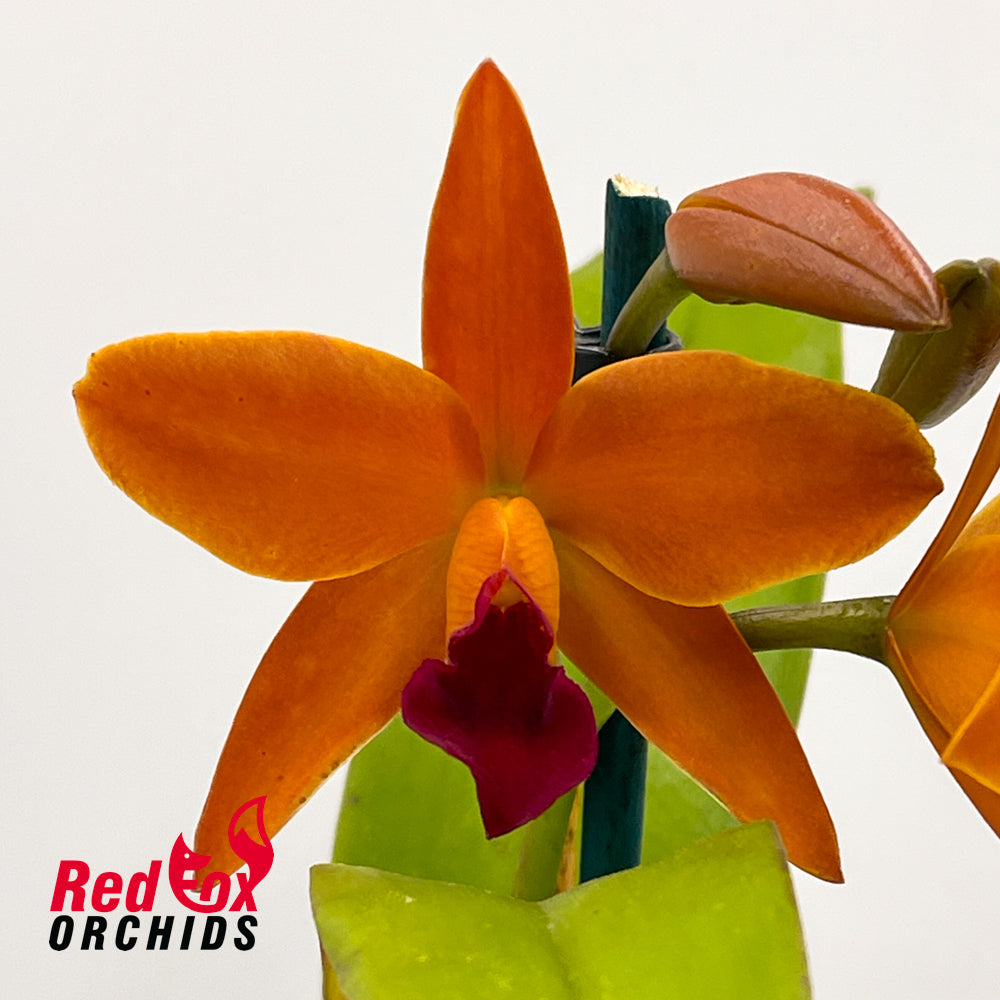 Cattlianthe Starstruck 'Topaz Dusk'