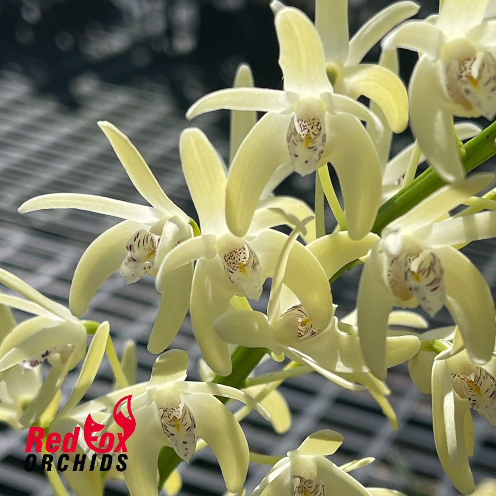 Dendrobium speciosum v. (pedunculatum 'Atherton' X curvicaule 'Daylight Moon')