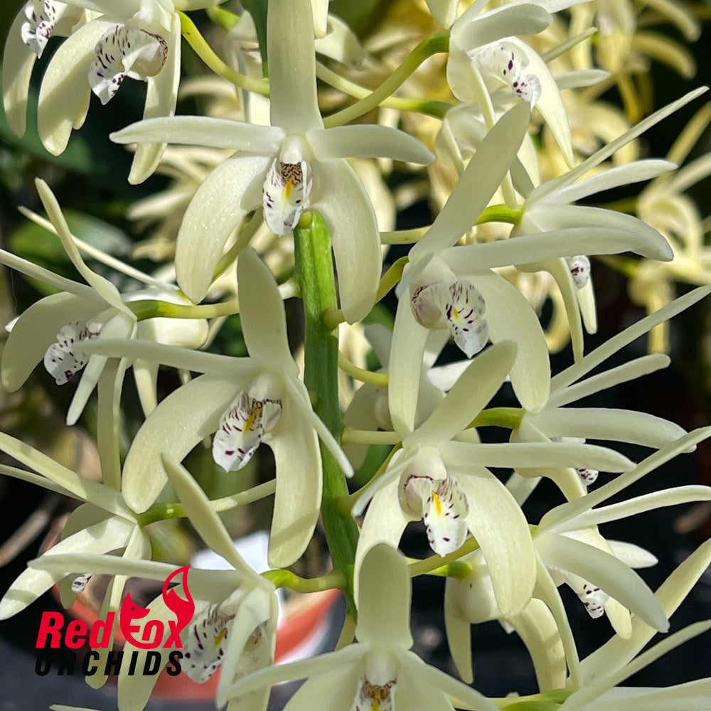 Dendrobium speciosum (var. capricorne X var. curvicaule) X Den. speciosum ('Daylight Moon' X Big Cream)