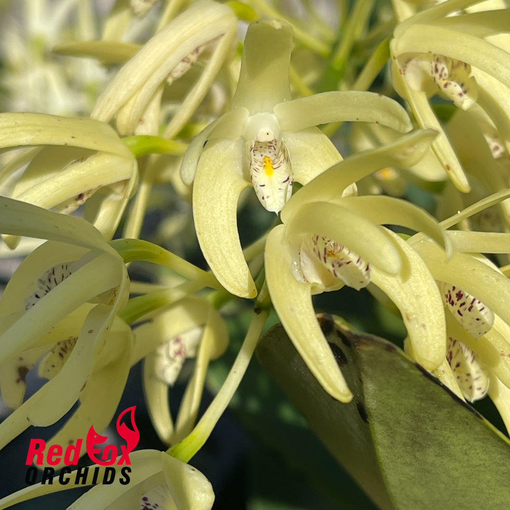 Dendrobium speciosum (var. capricorne X var. curvicaule) X Den. speciosum ('Daylight Moon' X Big Cream)